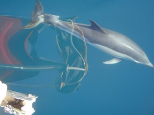 dolphin in Azores